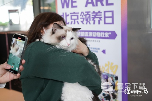 猫咪和汤×北京领养日×小米食堂送你一只猫